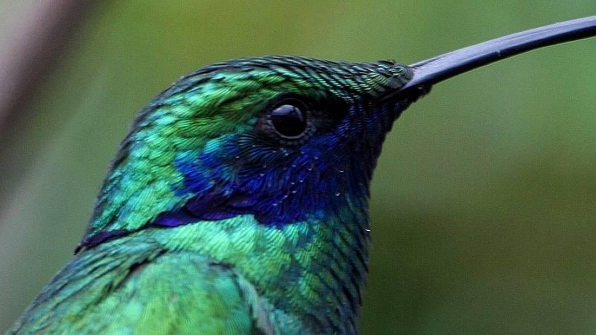 Cuántos colibrís hay en Colombia
