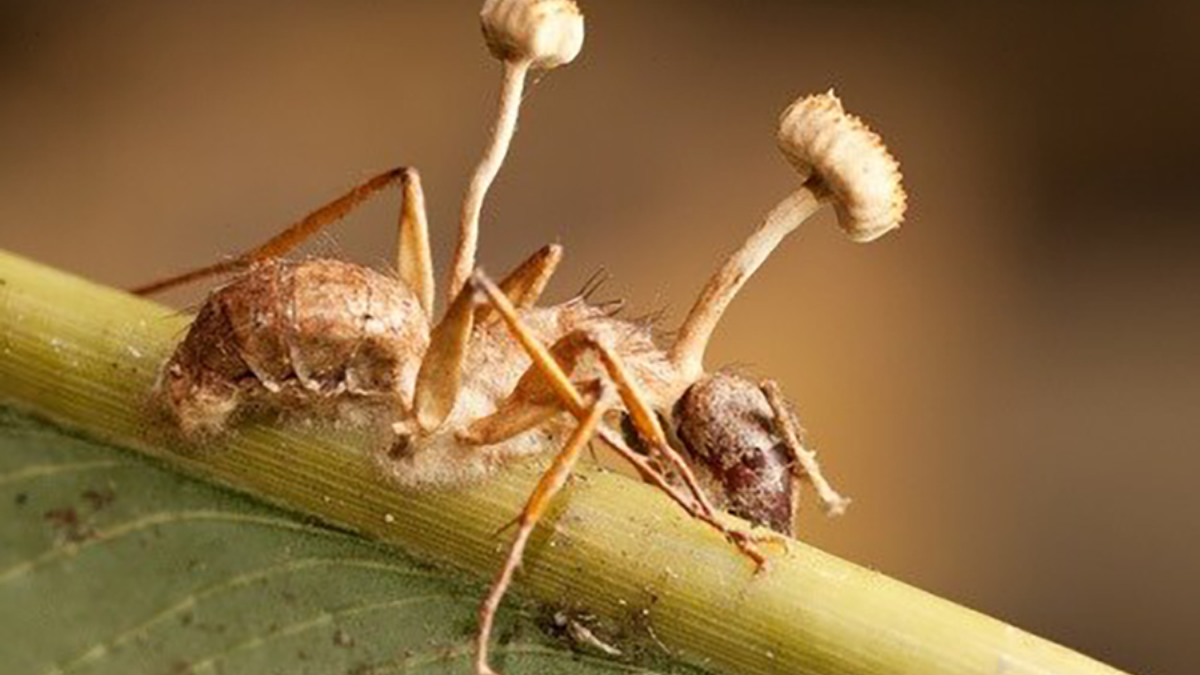 El hongo Cordyceps infectando a una hormiga. El hongo Cordyceps infectando a una hormiga.