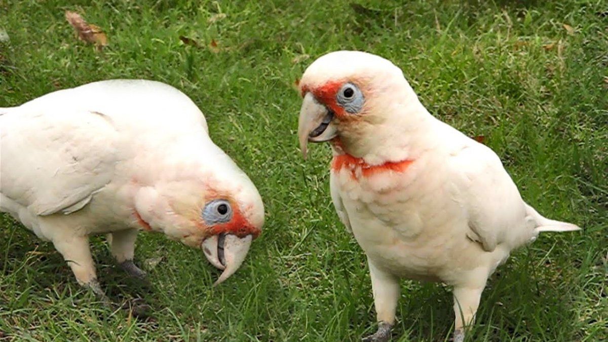 Así con las corellas, una especie particular en la familia de las cacatúas.