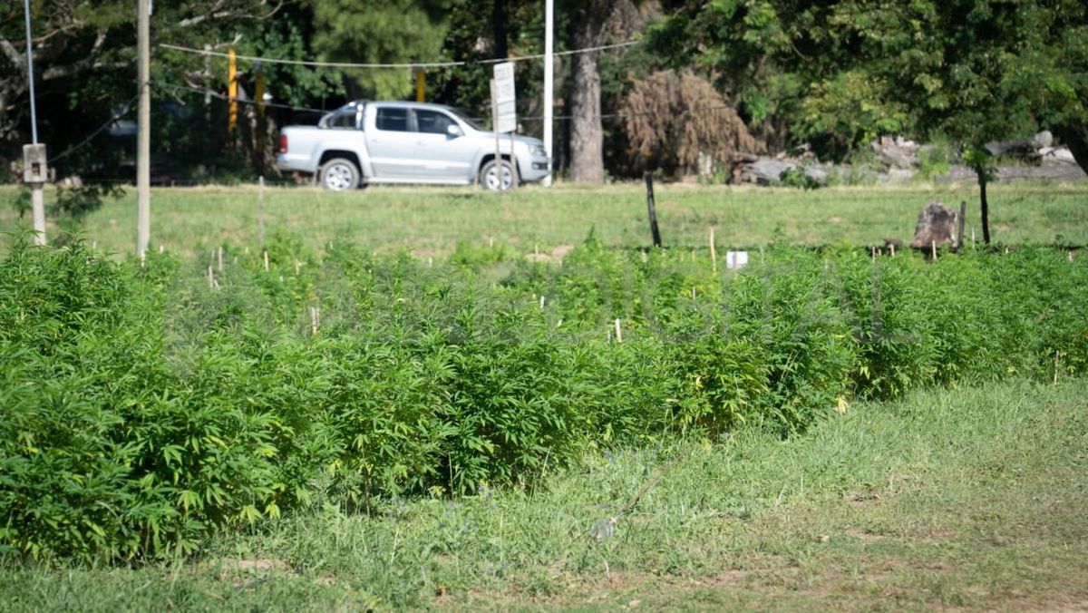 Ceresole enfrentó el juicio acusado de haber proporcionado la cobertura legal para la operación de cultivo de plantas de marihuana. Ceresole enfrentó el juicio acusado de haber proporcionado la cobertura legal para la operación de cultivo de plantas de marihuana.
