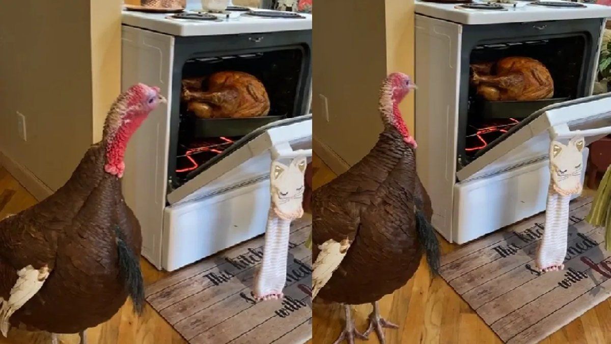 El video viral y polémico de cómo un pavo vio a otro pavo cocinándose
