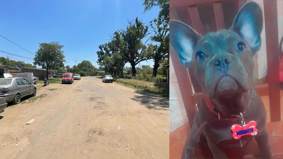 Entraron a robar a una casa en el norte de la ciudad y se llevaron la mascota de la familia.