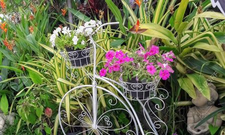 5 plantas para crear un jardin pequeno, agradable y aromatico 5 plantas para crear un jardin pequeno, agradable y aromatico