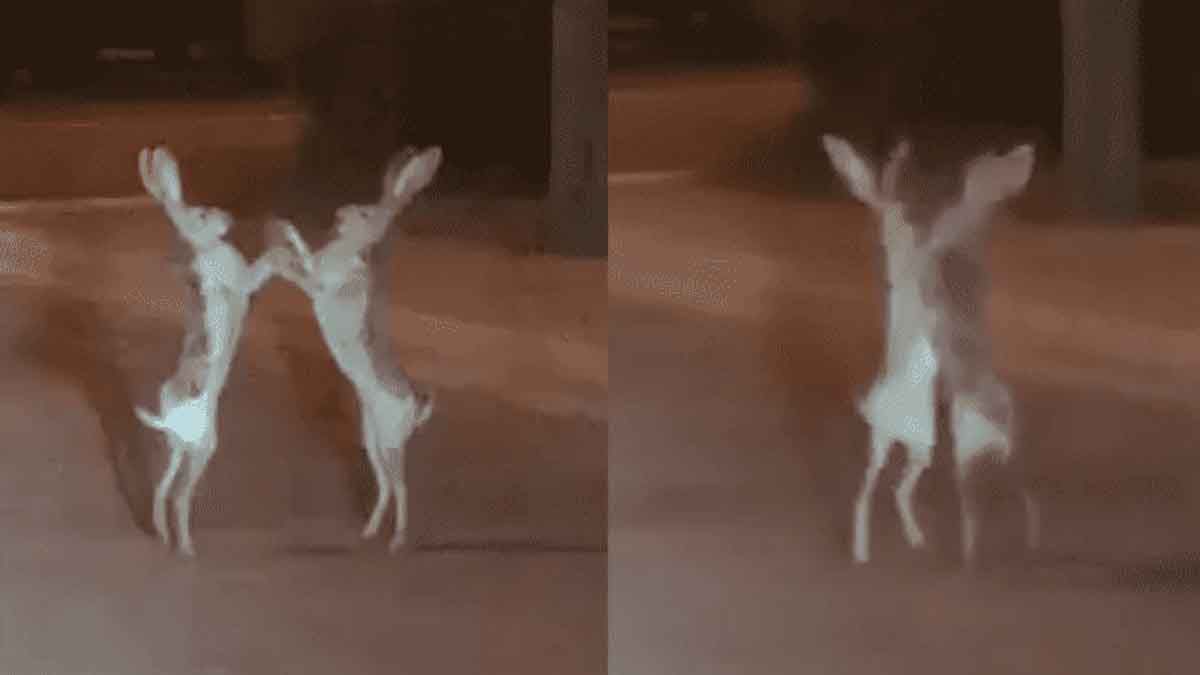 Video: dos liebres son captadas boxeando en medio de la calle
