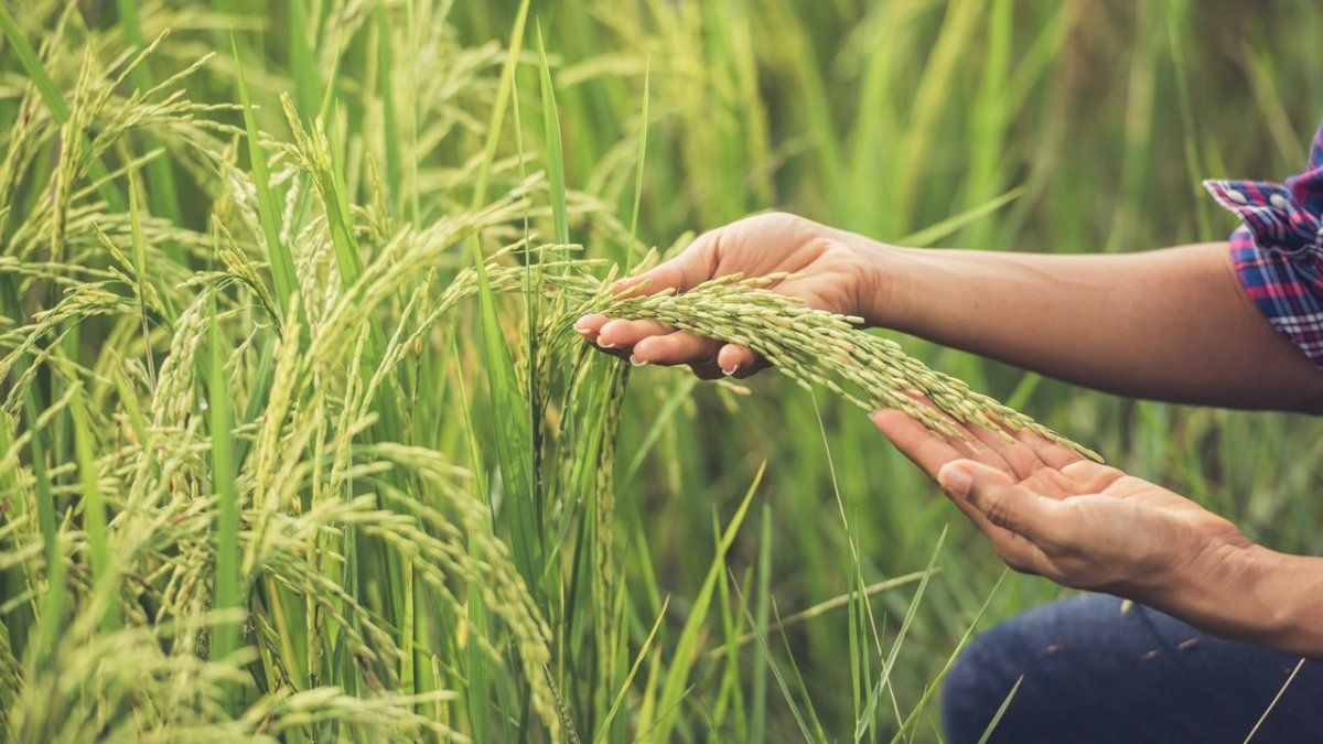 La mujer rural cumple un rol fundamental, dijo el ministro bonaerense de Desarrollo Agrario