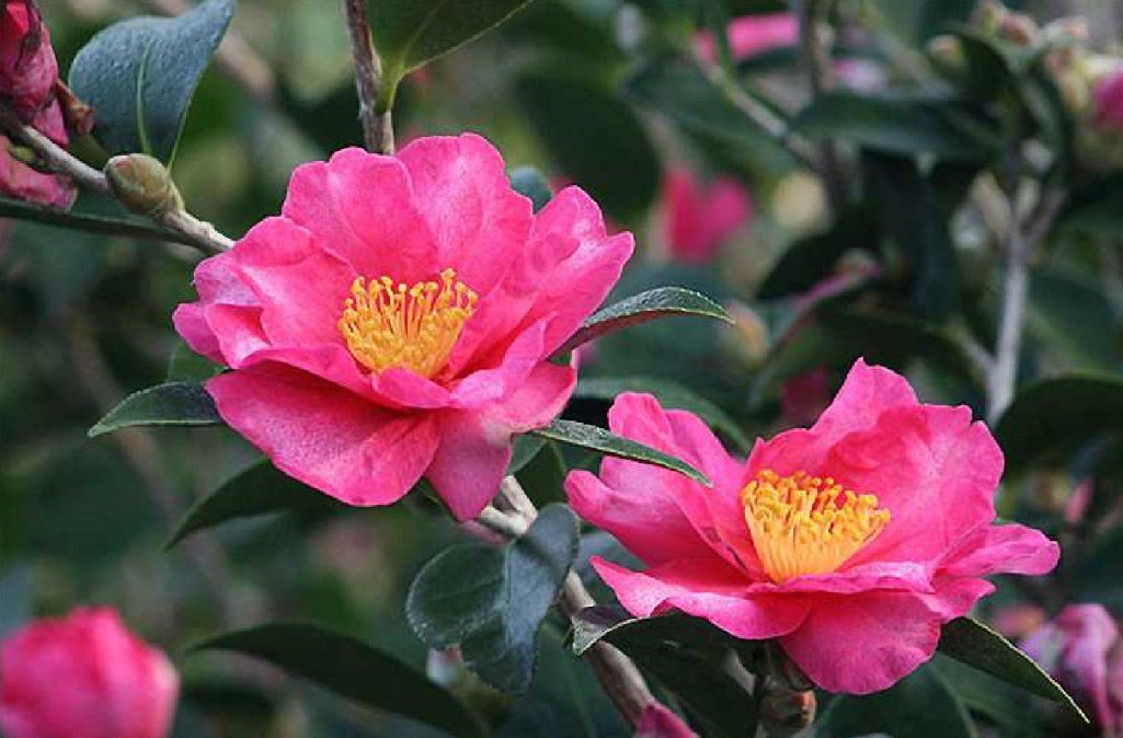 Plantas que perfuman tu casa en invierno