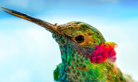 Qué dice la Biblia sobre el colibrí Qué dice la Biblia sobre el colibrí