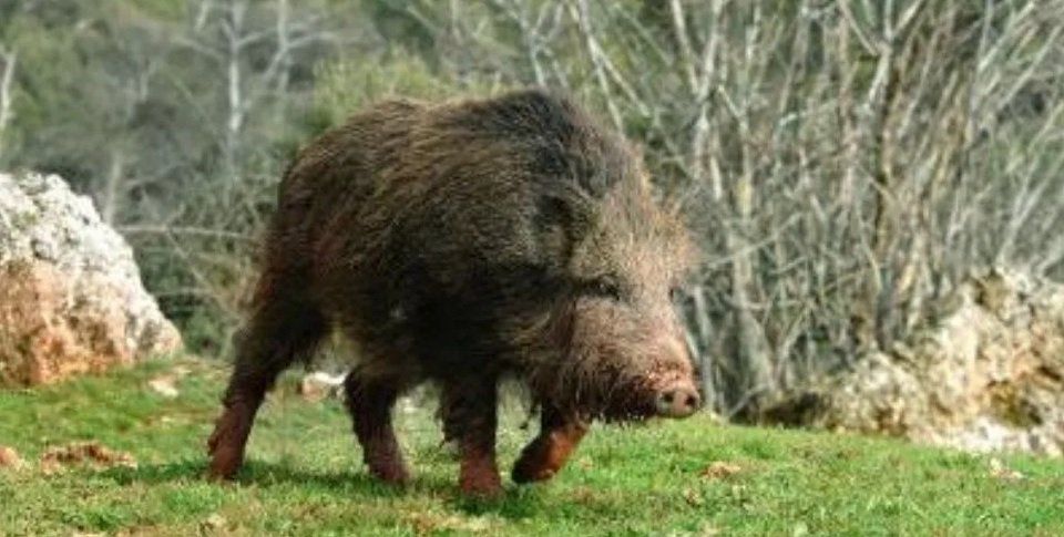 Cazador mató de un tiro a su padre al confundirlo con un jabalí