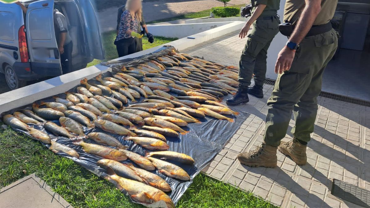 Casi 2.500 dorados