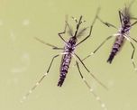 cientificos descubrieron una combinacion exitosa contra el dengue y chikunguna cientificos descubrieron una combinacion exitosa contra el dengue y chikunguna