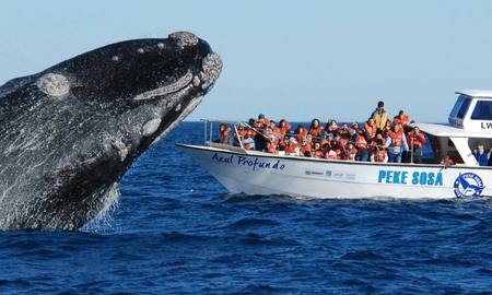 Los turistas suelen divisar ballenas durante excursiones en embarcaciones. Los turistas suelen divisar ballenas durante excursiones en embarcaciones.