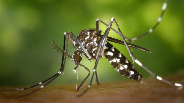 Vacuna contra el dengue en Santa Fe: qué grupo se debería priorizar ante un nuevo brote.
