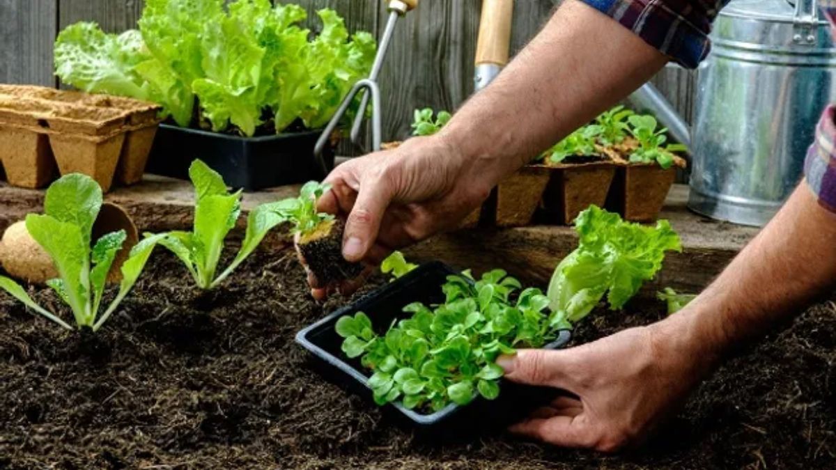 Repollo, brócoli, coliflor, acelga, lechuga y perejil, son las verduras que recomendó Titi Barletta para plantar en otoño.
