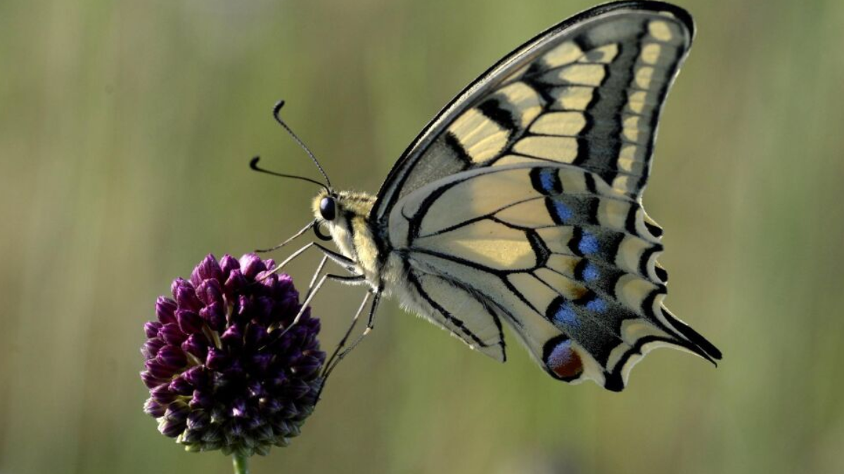 El misterio de las mariposas: La visita de estos insectos puede traer mensajes de renacimiento o advertencias de cambio