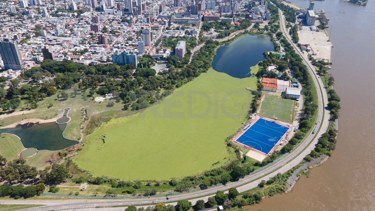 Imagen aérea de los repollitos cubriendo casi en toda su totalidad el lago del Parque del Sur.