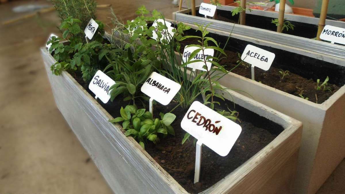 Razones por las que tener una huerta casera es una de las mejores cosas que te pueden pasar