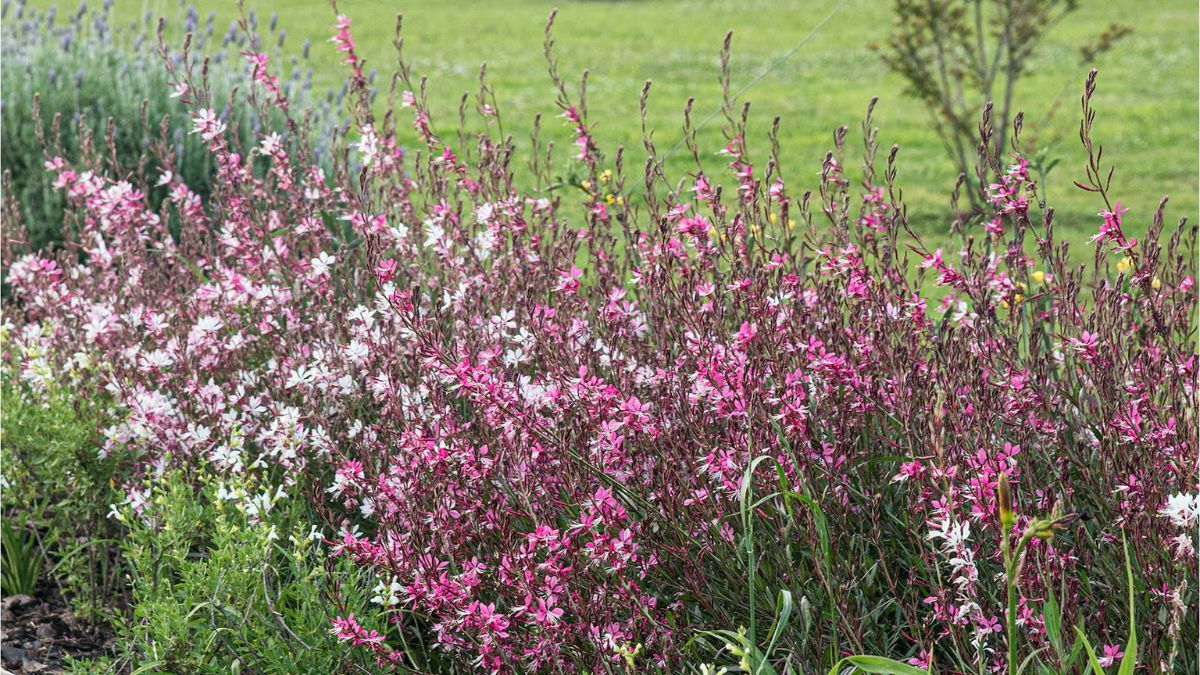 Flores resistentes que alegran cualquier jardín.