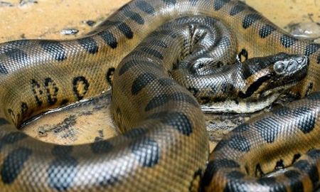 tres ciclistas luchan contra una anaconda que intenta comerse a su perro tres ciclistas luchan contra una anaconda que intenta comerse a su perro