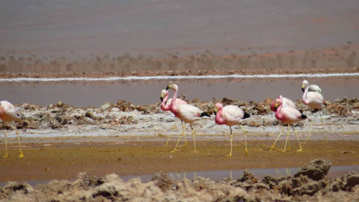 En el corazón de la Puna Argentina se encuentra la Laguna Carachi Pampa, que destaca por su belleza inigualable. En el corazón de la Puna Argentina se encuentra la Laguna Carachi Pampa, que destaca por su belleza inigualable.