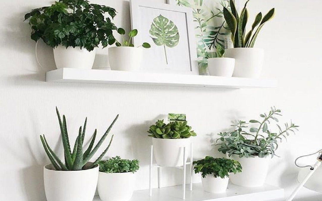 Trucos para cuidar tus plantas