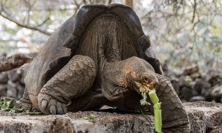 se retira diego, la tortuga gigante cuyo insaciable apetito sexual salvo a su especie se retira diego, la tortuga gigante cuyo insaciable apetito sexual salvo a su especie