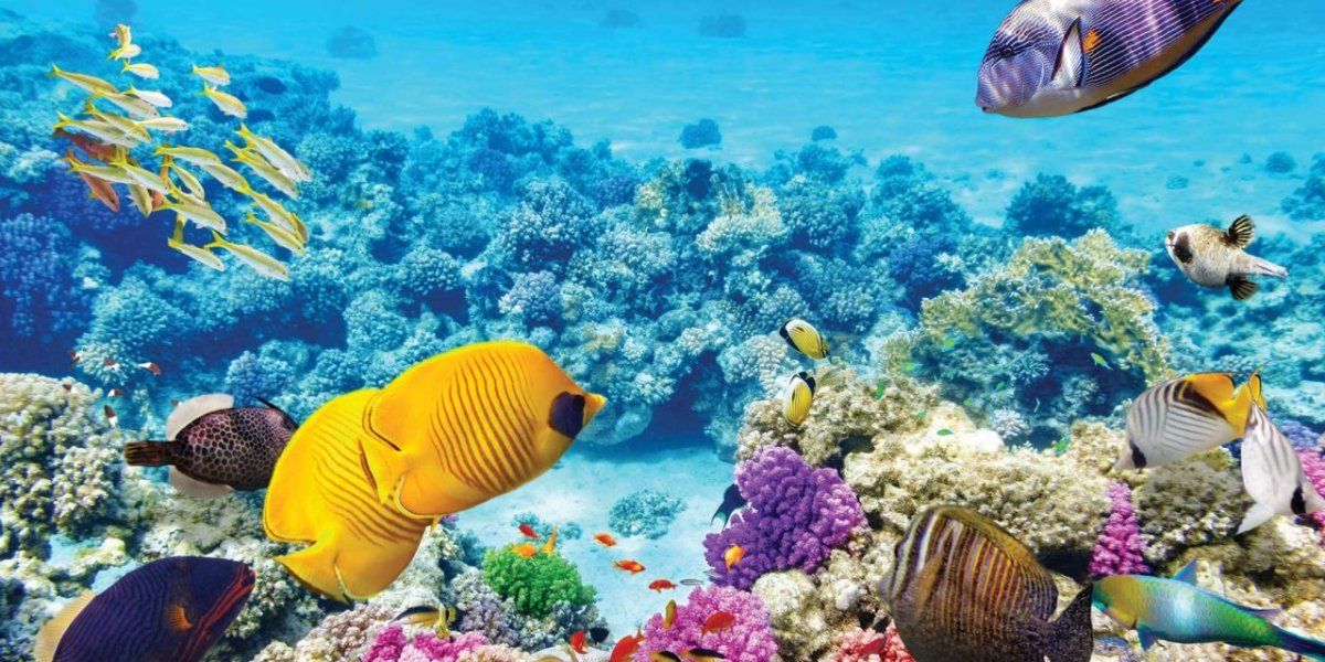 La Gran Barrera se encuentra en un momento crítico debido al cambio climático