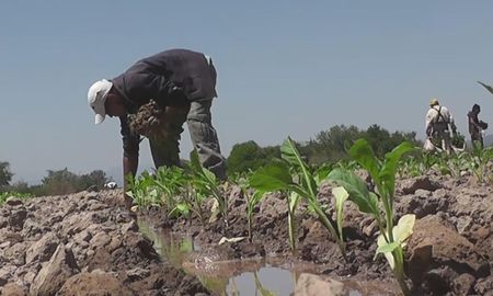 Productores de Misiones se opusieron a la ley que prohibirá la utilización del antimalezas glifosato Productores de Misiones se opusieron a la ley que prohibirá la utilización del antimalezas glifosato