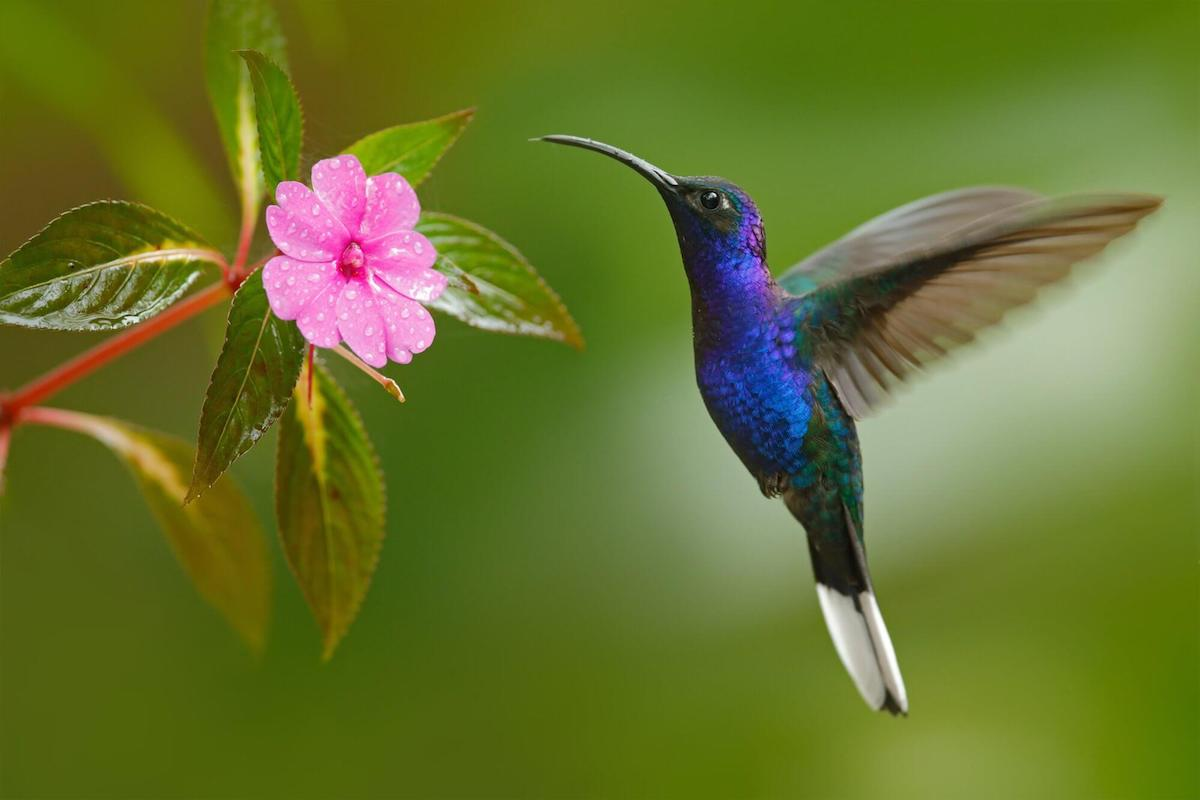El mensaje de sanación que comunica la visita de un colibrí en tu jardín 