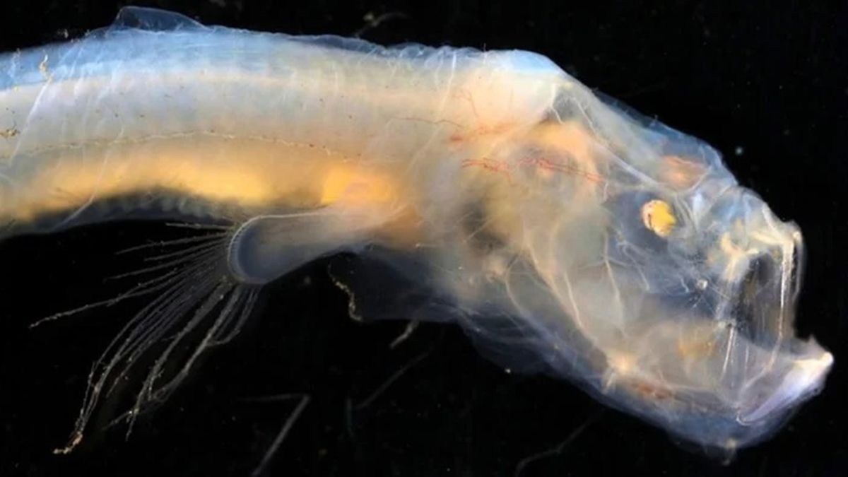 The Blind Cusk Eel Is Incredibly Rare