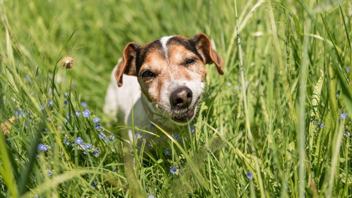 Muchos perros lo hacen para cuidar la salud de su aparato digestivo.