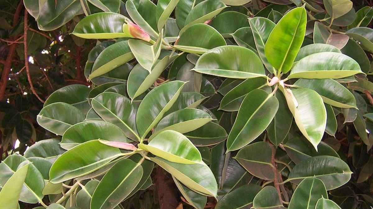 El ficus elástica es una planta de interior resistente y purificadora.&nbsp;