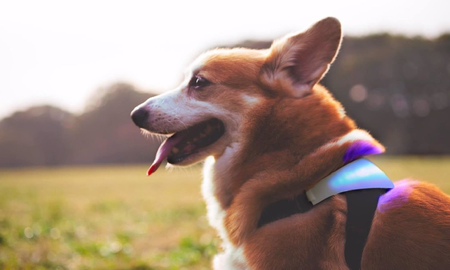Inupathy, el collar para perros que detecta enfermedades y te avisa cuál es el estado de ánimo de tu mascota Inupathy, el collar para perros que detecta enfermedades y te avisa cuál es el estado de ánimo de tu mascota