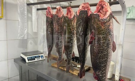 Con una gran variedad de menús, pescaderías reportan buenas ventas por Semana Santa en Santa Fe. Con una gran variedad de menús, pescaderías reportan buenas ventas por Semana Santa en Santa Fe.