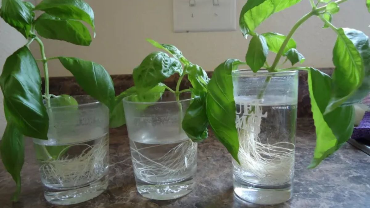 Este enraizante natural se prepara con solo dos ingredientes. Este enraizante natural se prepara con solo dos ingredientes.