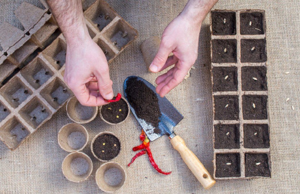 Beneficios de regar tus plantas por la noche