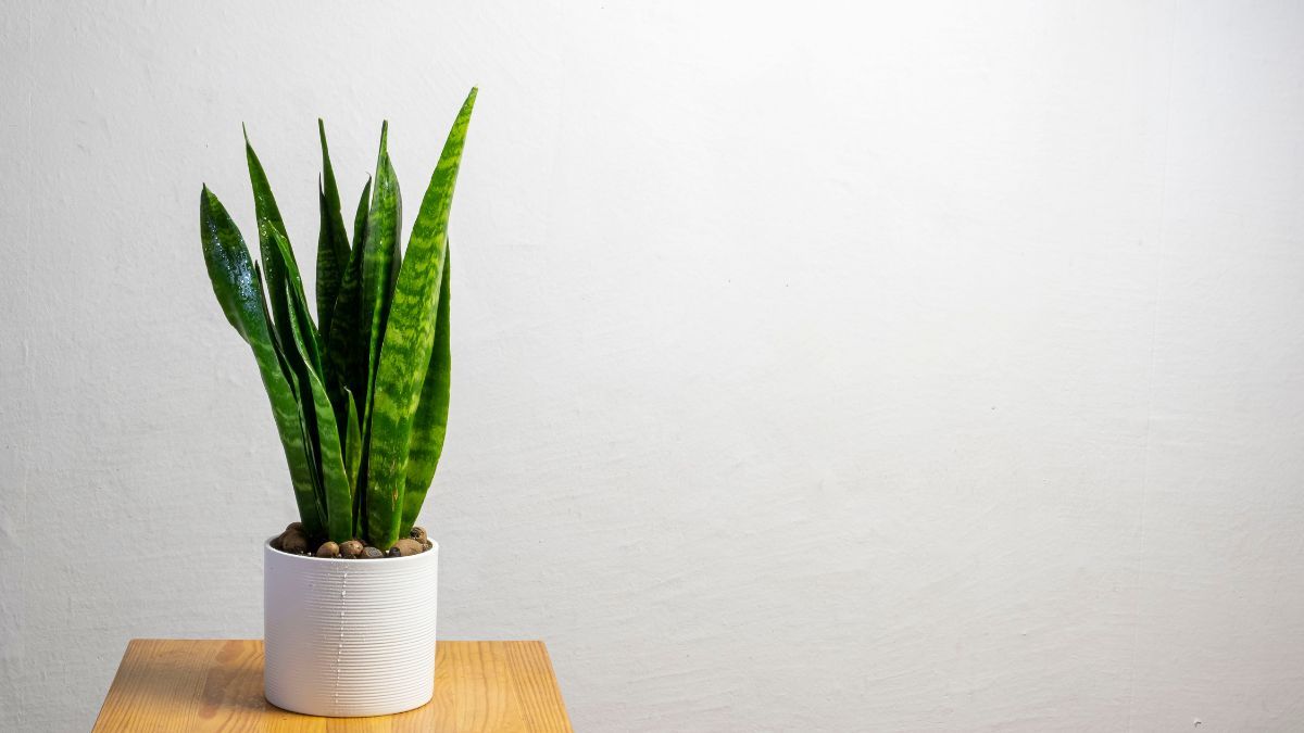 La Sansevieria Zeylanica es la opción más confiable para espacios con poca luz. La Sansevieria Zeylanica es la opción más confiable para espacios con poca luz.