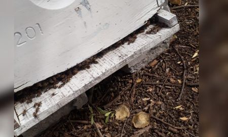 Apicultores de Ceres denuncian fumigaciones indiscriminadas: hay cerca de mil colmenas envenenadas Apicultores de Ceres denuncian fumigaciones indiscriminadas: hay cerca de mil colmenas envenenadas