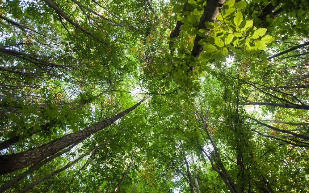Imprescindibles son los árboles para la vida en el planeta y por eso es que se celebra el día del árbol Argentina y en todo el mundo.