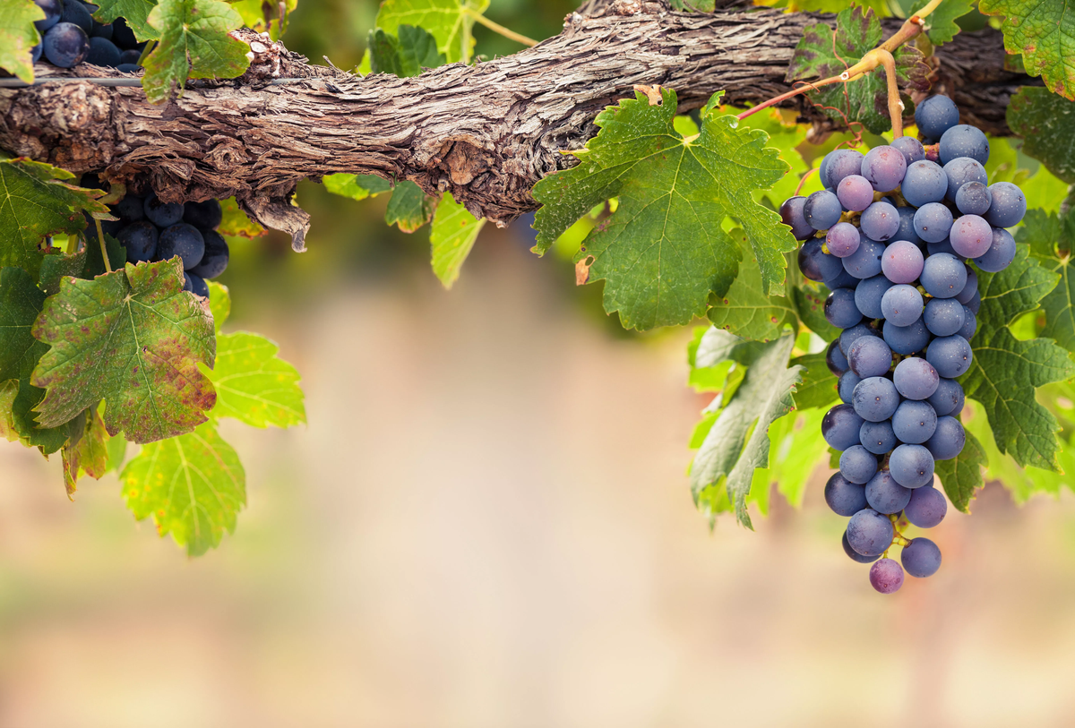 El alimento que alivia la hinchazón y los problemas de circulación causados por el calor