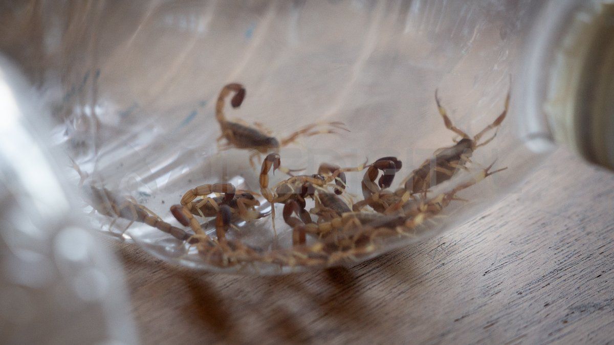 La escasez de alacranes y lo dificultoso que resulta su captura es uno de los obstáculos a la hora de aumentar la producción de suero. En la foto, ejemplares recolectados en Santa Fe y alrededores esperan ser trasladados al Instituto Malbrán.