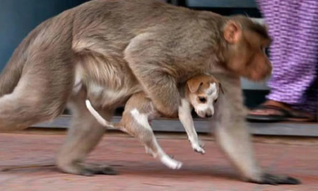 La feroz guerra entre monos y perros que dejó a más de 250 cachorros muertos La feroz guerra entre monos y perros que dejó a más de 250 cachorros muertos