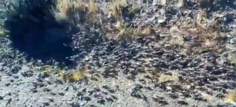 El video de la invasión de tucuras en un pueblo de Chubut
