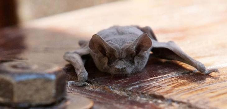 Encuentran murciélago con rabia y realizan un operativo de bloqueo en Santo Tomé