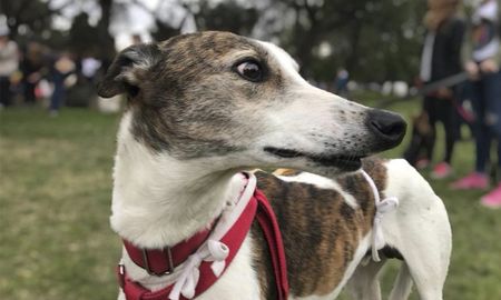 Aire de Santa Fe | perros galgos na 1.jpg