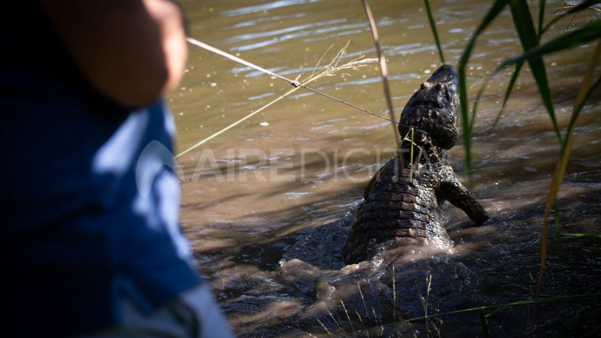 La reserva El Fisco, cerca de San Cristobal, es un santuario de yacarés.