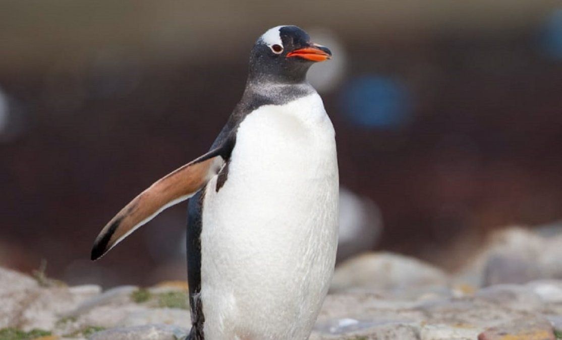 Pusieron una cámara en un pingüino y dieron a conocer cómo se alimenta en aguas de Argentina.