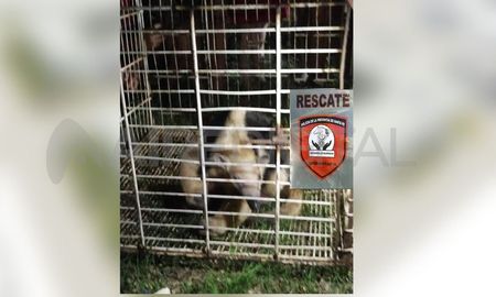 Rescataron un oso melero que estaba subido a un árbol en Recreo. Rescataron un oso melero que estaba subido a un árbol en Recreo.