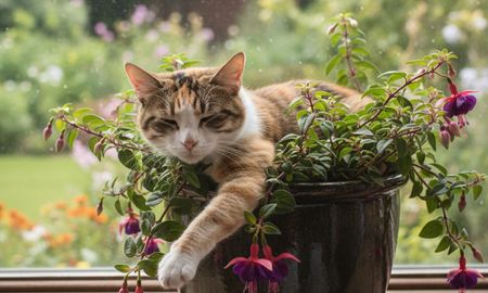Las tres plantas que les gustan a los gatos y ayudan a absorber la humedad del hogar. Las tres plantas que les gustan a los gatos y ayudan a absorber la humedad del hogar.