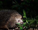 video: un zorro y un erizo comparten la cena en el jardin de una casa