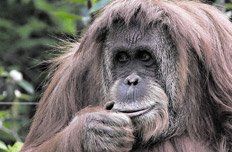 La Justicia confirmó que Sandra es “ser sintiente” y sujeto de derechos